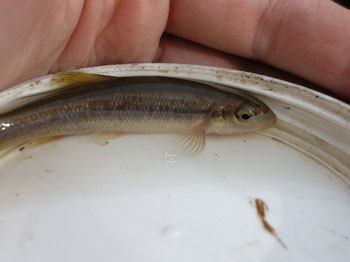 Brassy Minnow