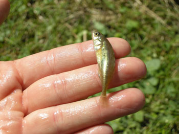 Brook Stickleback