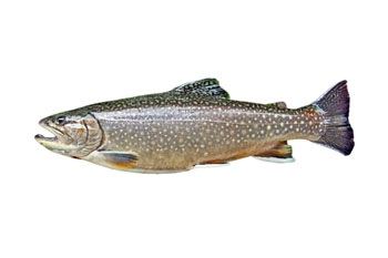 Brook Trout