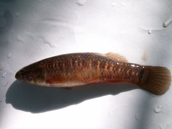 Central Mudminnow