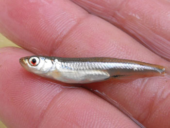 Emerald Shiner