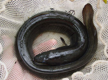 American Eel