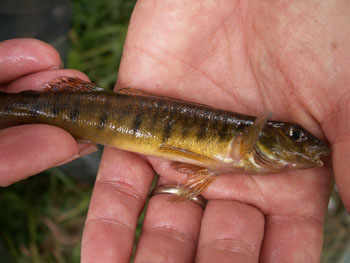 Logperch