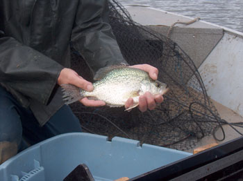 Black Crappie