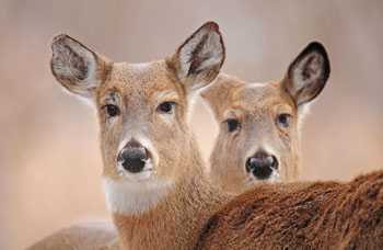 Flore et faune