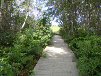 Alfred Bog Walk