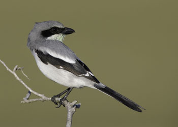 Reveler Conservation Area, Crysler, Ontario