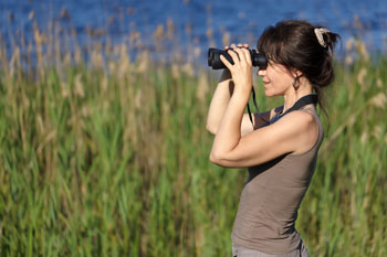 Observation d’oiseaux