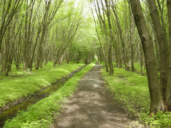 Aire de conservation Two Creeks. Iroquois, Ontario