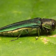 Adult Emerald Ash Borer