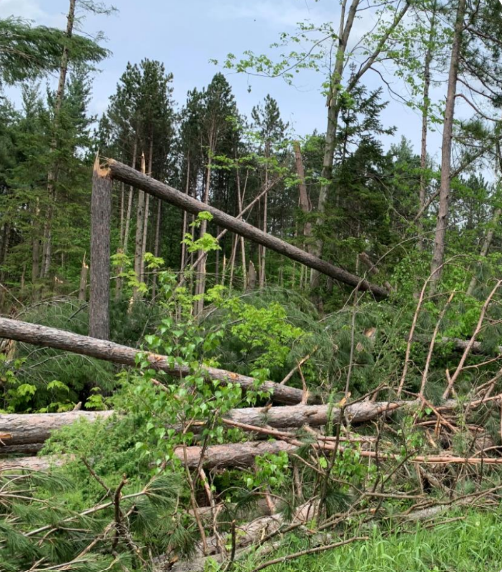 Woodlot damaged from the Derecho Storm on May 21, 2022
