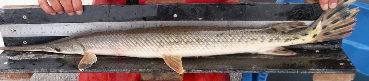 Longnose Gar