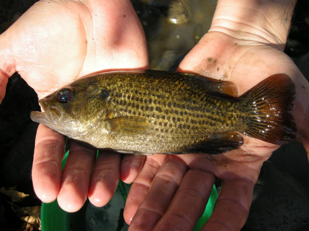 Rock Bass (Ambloplites rupestris)