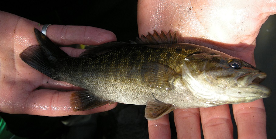 Smallmouth Bass