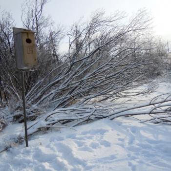 Wood Duck Box