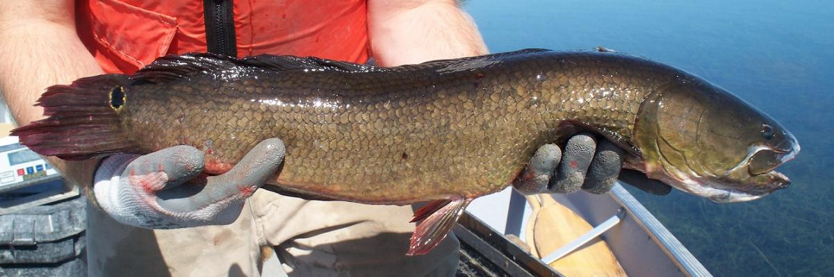 Bowfin