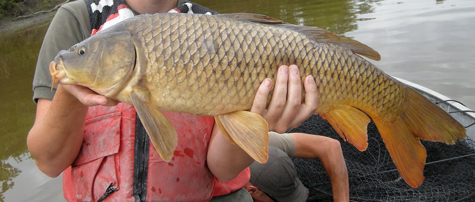 Common Carp