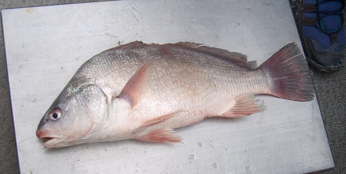 louisiana freshwater drum fishing planet louisiana freshwater drum fishing planet