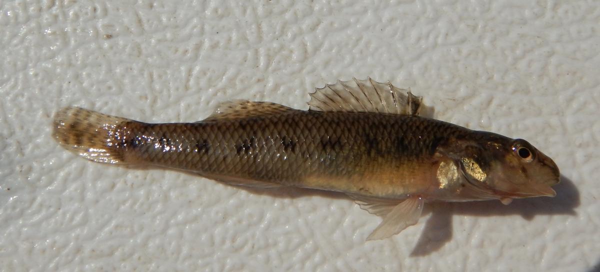 Johnny Darter (Etheostoma nigrum)