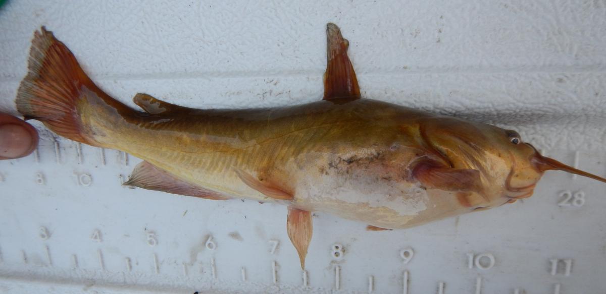 Yellow Bullhead