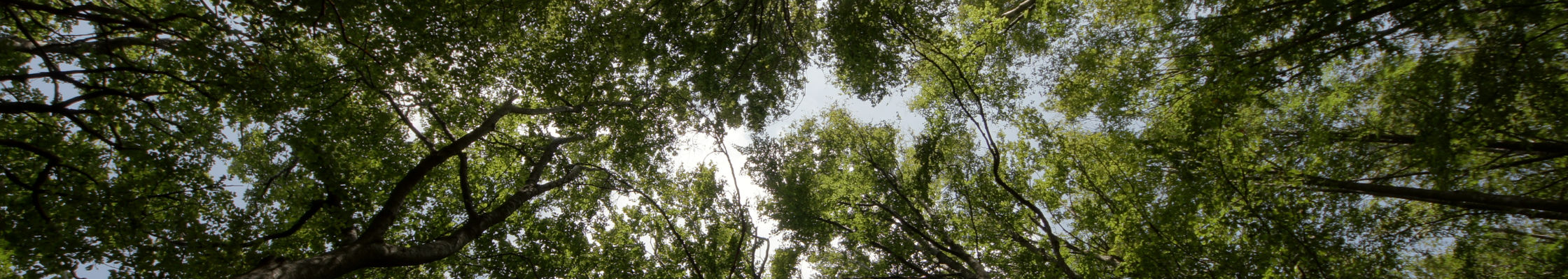 trees banner 1 (light)