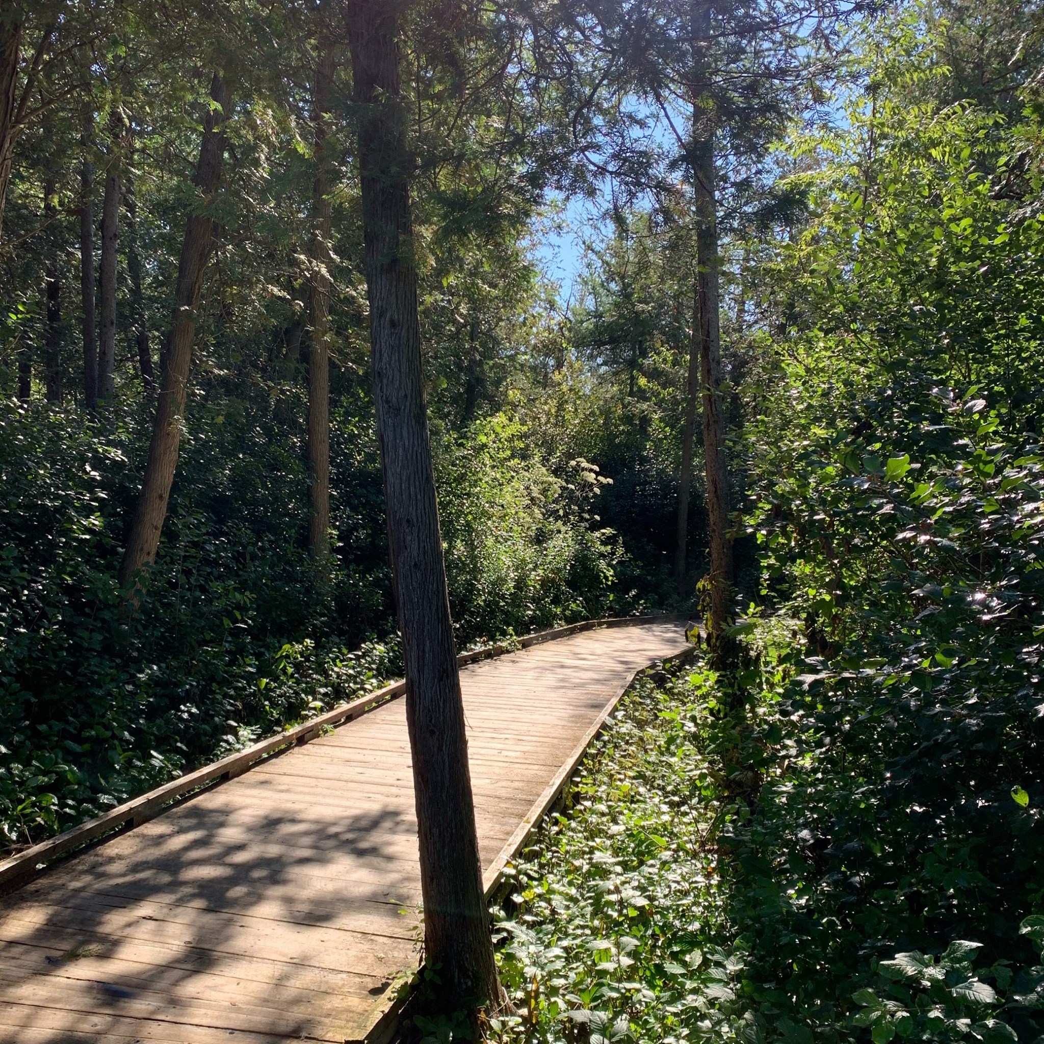 Findlay creek boardwalk conservation areas