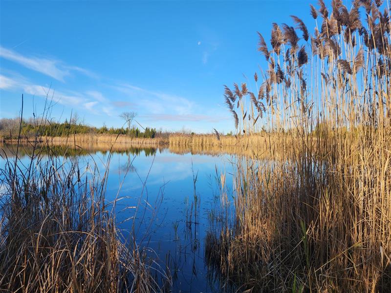 phragmites at an SNC property in South Dundas