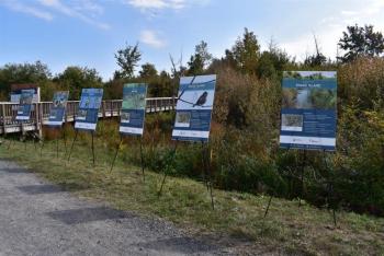 Suburban Forest Project Signs