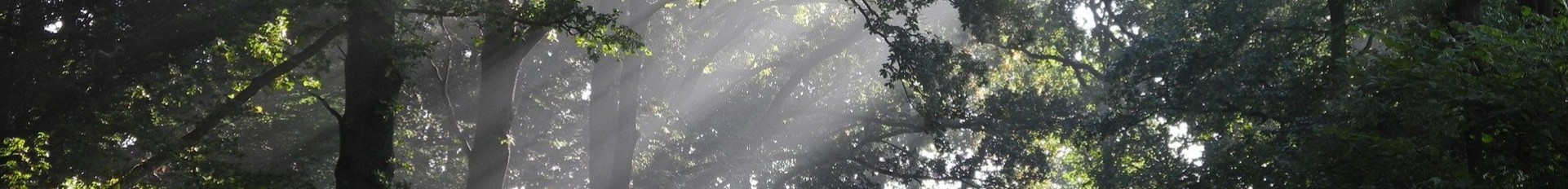 Sun beams through the forest