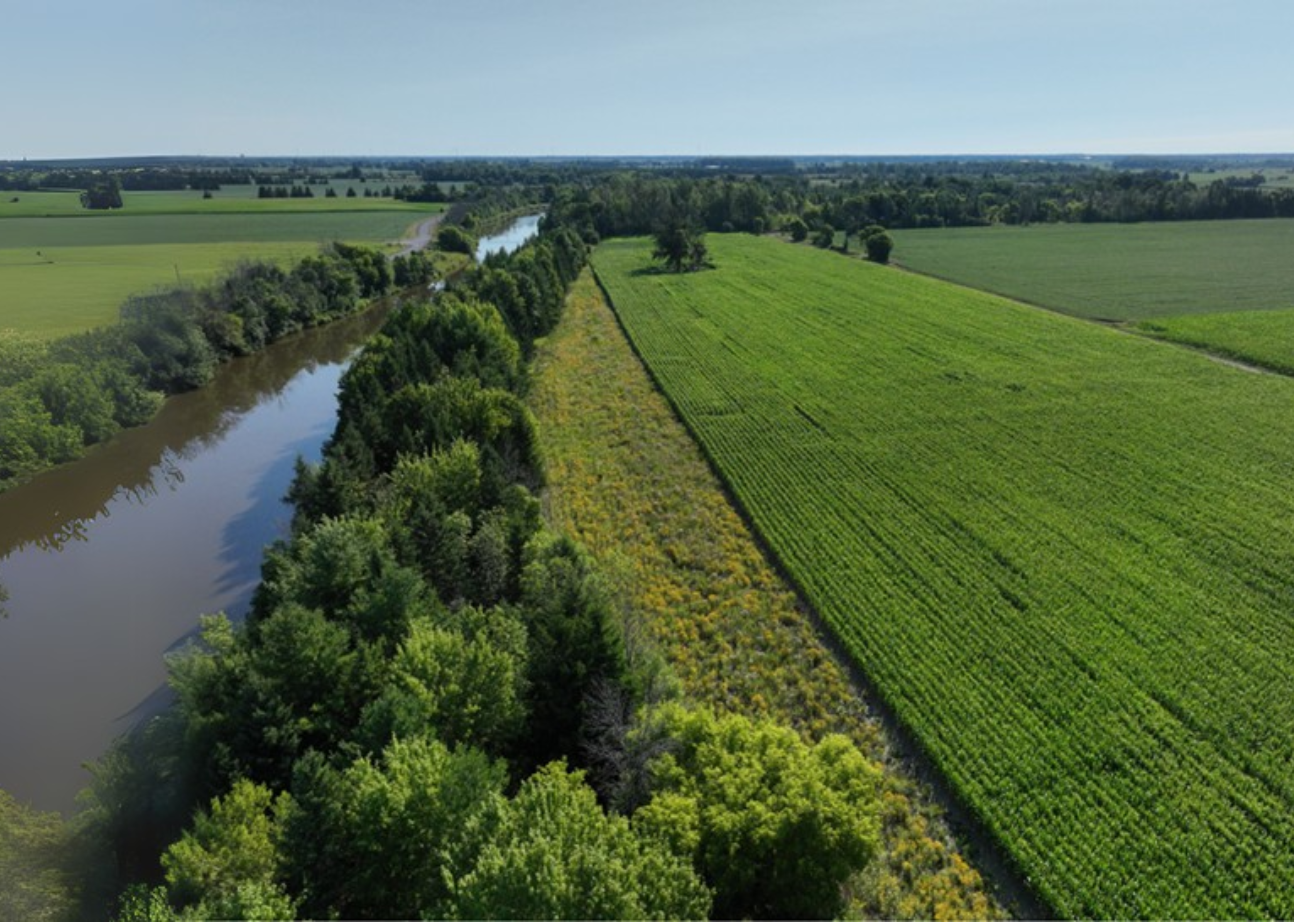 pollinator field north dundas