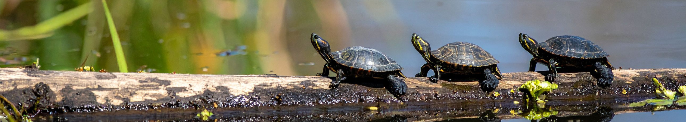 banner with turtle on a log